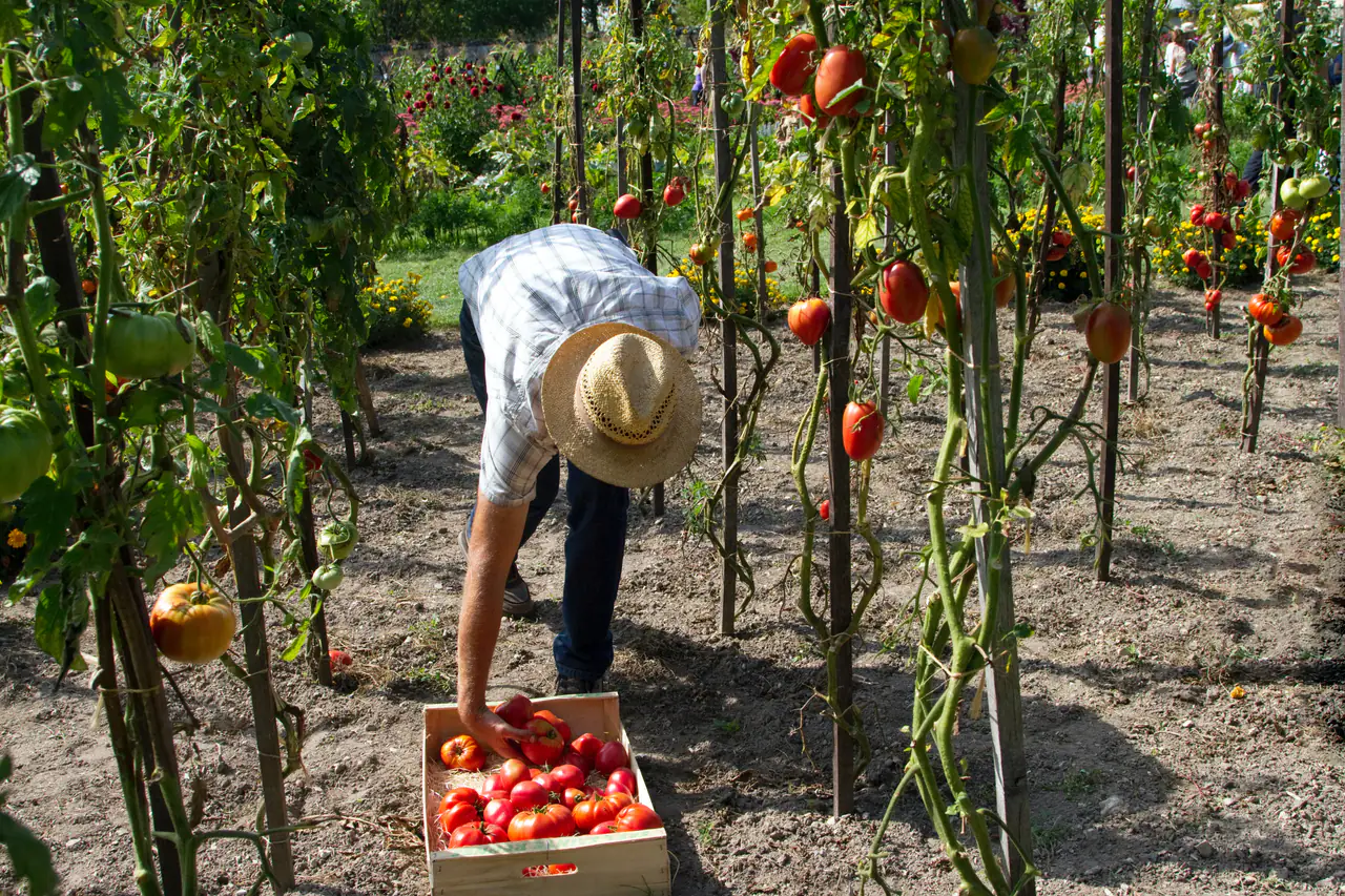 A man picking ripe tomatoes into a crate.